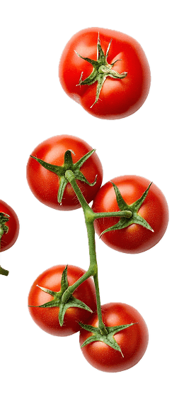 Tomaten am Strauch